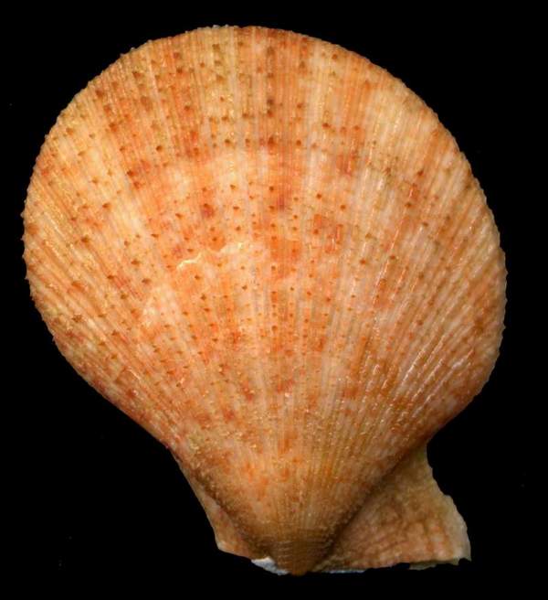 Clamys multistriata